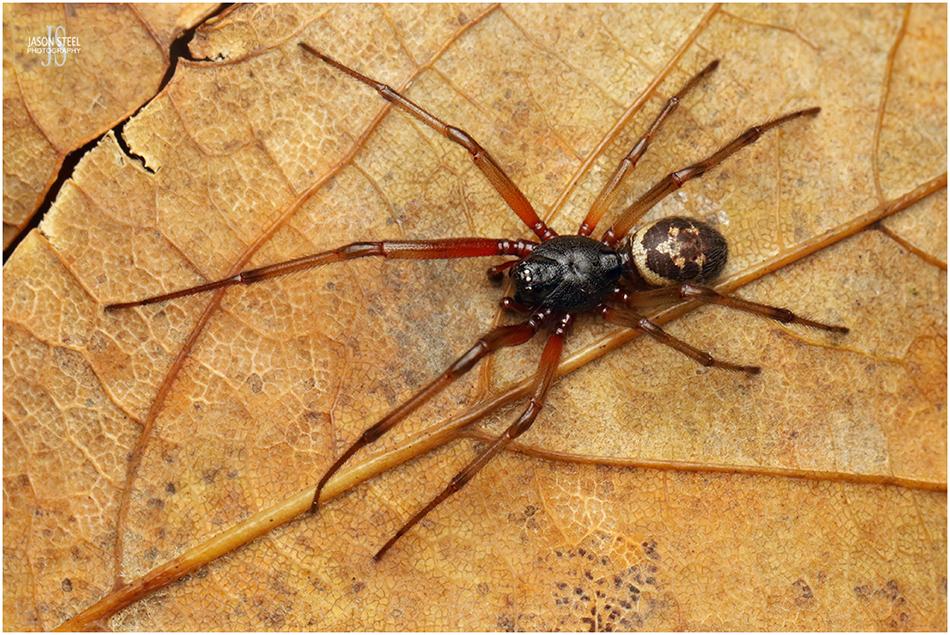 False Widow Spiders Of The UK false-widow-spiders-of-the-uk